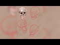 Skull Anatomy Studies