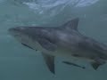 Bull Shark: World's Deadliest Shark