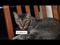 unboxing video // a cat's pov
