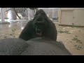 How Silverback Gorilla Interacts With His Son at a Difficult Age | The Shabani's Group