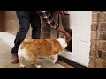 How To Install a Dog Door