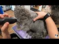 GROOMING 10 DOGS IN ONE DAY