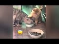 You Laugh You Lose😹Funniest Dogs and Cats 2024😻🐶