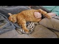 Orange cat with Bent Ear LOVES Belly Rubs (2 of 2)