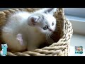 kiditor - Funny kittens | baby cat | funny kitten videos 2022🐈🐈🐈🐱