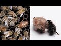 Watch This Bee Build Her Bee-jeweled Nest | Deep Look