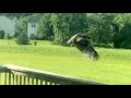 Hawk Flight in Slowmotion