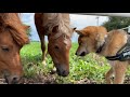 仲良し同い年の柴犬とポニー