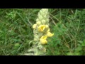 How To Make Mullein Tincture & It's Uses