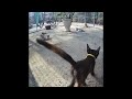 🐱🐶 Funniest Cats and Dogs 😂😅 Funniest Animals 2024 # 25