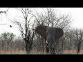 Angry African Elephant @ Kruger National Park