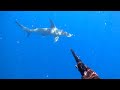 spearfishing, shark Great Hammerhead , pesca submarina tiburón martillo se pone agresivo