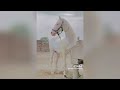 The Cutest HORSES Equestrian TikTok Compilation #196