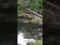 Brown Bear at Russian River Falls