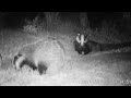 Badgers  II