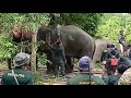 Pemindahan gajah liar yg menceroboh  perkampungan......