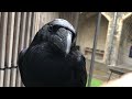 Raven sounds