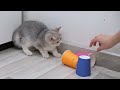 Funny Kittens Playing Cup So Cute 😍