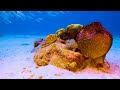 [NEW] OCEAN COLORS 4K [60FPS]: Majestic Marine Life & Ocean Animals 60FPS 4K ULTRA HD