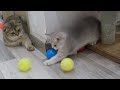 Cute Kittens React To 1000 Balls So Funny 😍