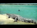 This Crocodile Has to Live With Sharks!