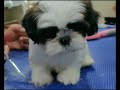2.5 month old Shih tzu got grooming for the first time | Dog grooming in Nepal