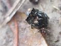 Phoretic Mites on a Dung Beetle