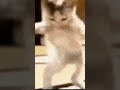 A jpeg dancing #goofyahh #gato #jpeg