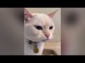 Compilation New Funniest Cat Videos 😹 You laugh You Lose 🤣 Best of Funny Cat Videos 😂 #6