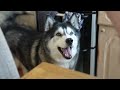Cheeky Husky Wipes His Nose On His Nan!