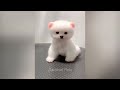 Funny Dog And Cat Videos 😂 New Funny Catss 2024 😆