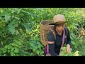 Harvest giant jackfruits ,Bien suddenly had a stomach ache. / biengiangmyfamily