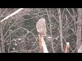 Barred Owl - Pt 3