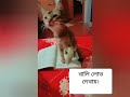 গোলুর পিঠা খাওয়া। golur pitha khawa. ZOZO & COCO . short funny video🤣🤣