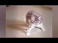 🤣 Funniest Cats and Dogs 😂😘 Best Funny Animals 2024 😂