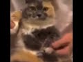 Random Cat video I found on discord