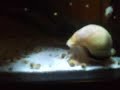 Gold Apple Snail Dad with Babies