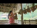 Harvest peanuts and preserve them as seed for the next crop, family meals/biengiangmyfamily