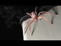Net-Casting Spiders and MORE! Australia at Night