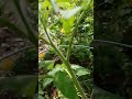 Rutgers tomato plant /zone9b
