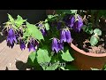 A wonderful adult garden [open garden tour] gardening / standing / wild grass