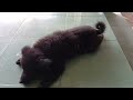 Funniest Cats And Dogs Videos 😱 - Best Funny Animal Videos 2024 🐈🐕