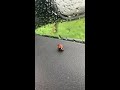 Ladybug cleaning itself