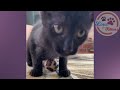 Kittens with deformed legs won't stop them zooming around