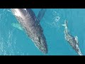 Humpback Whales in Maui, Hawaii // February 2020 // Mavic Mini Drone Footage