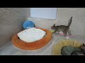 The FUNNIEST Pets Shorts Ever 😹 Trending Funny Animals 😅
