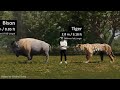 Mammal Size comparison 3D | 3d Animation Size Comparison