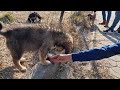 Feeding Stray Puppies In Kosovo