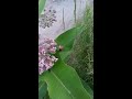 Hummingbird Hawk Moth Rescue