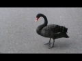 Black Swan near River Torrens in Adelaide